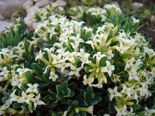 Daphne oleoides