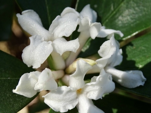 Daphne papyracea