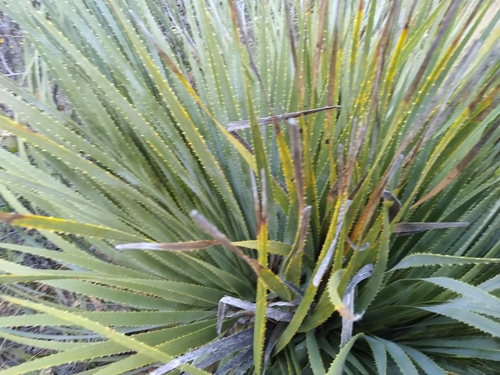 Dasylirion cedrosanum (Mexican grass tree) — photo