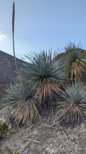 Dasylirion cedrosanum (Mexican grass tree) — photo