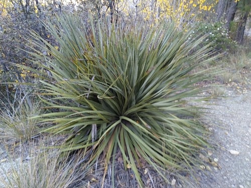 Dasylirion cedrosanum