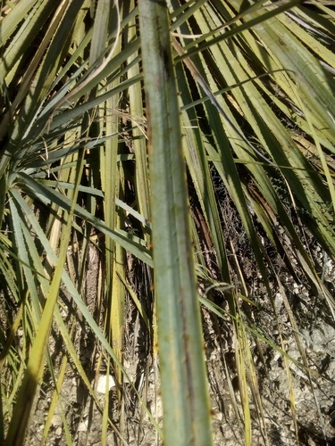 Dasylirion durangense (Sotol) — photo