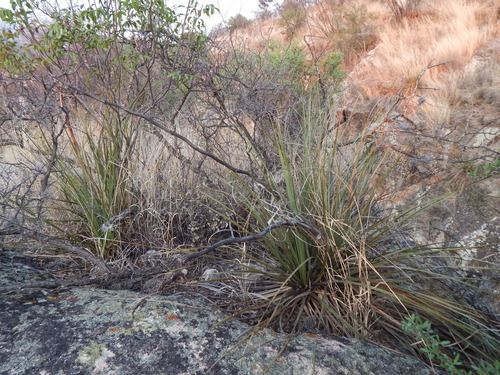 Dasylirion durangense