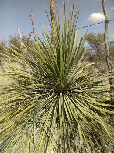 Dasylirion durangense (Sotol) — photo