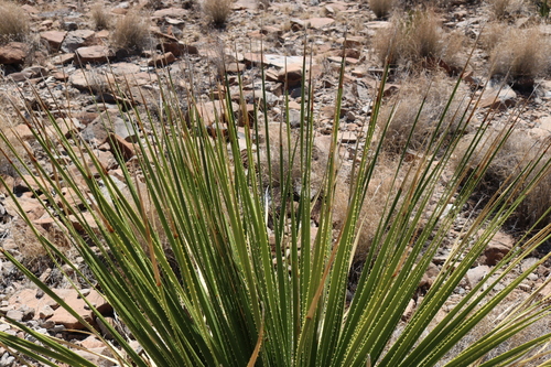 Dasylirion leiophyllum (Sotol) — photo