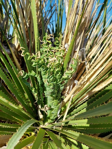 Dasylirion leiophyllum (Sotol) — photo