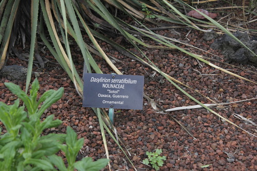 Dasylirion serratifolium (Sotol) — photo