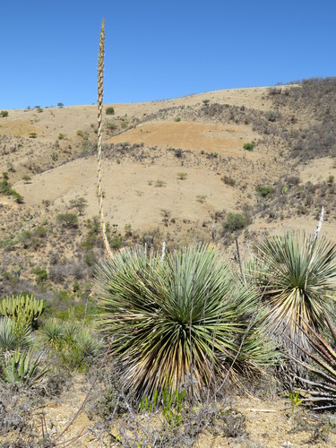 Dasylirion serratifolium (Sotol) — photo