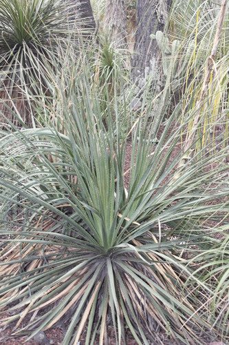 Dasylirion serratifolium