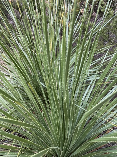 Dasylirion texanum (Texas sotol) — photo