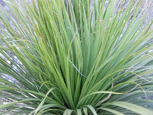 Dasylirion texanum