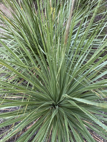 Dasylirion texanum (Texas sotol) — photo