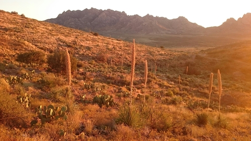 Dasylirion wheeleri (Sotol) — photo