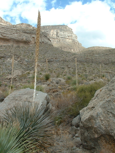 Dasylirion wheeleri (Sotol) — photo