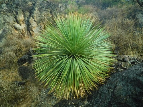 Dasylirion wheeleri