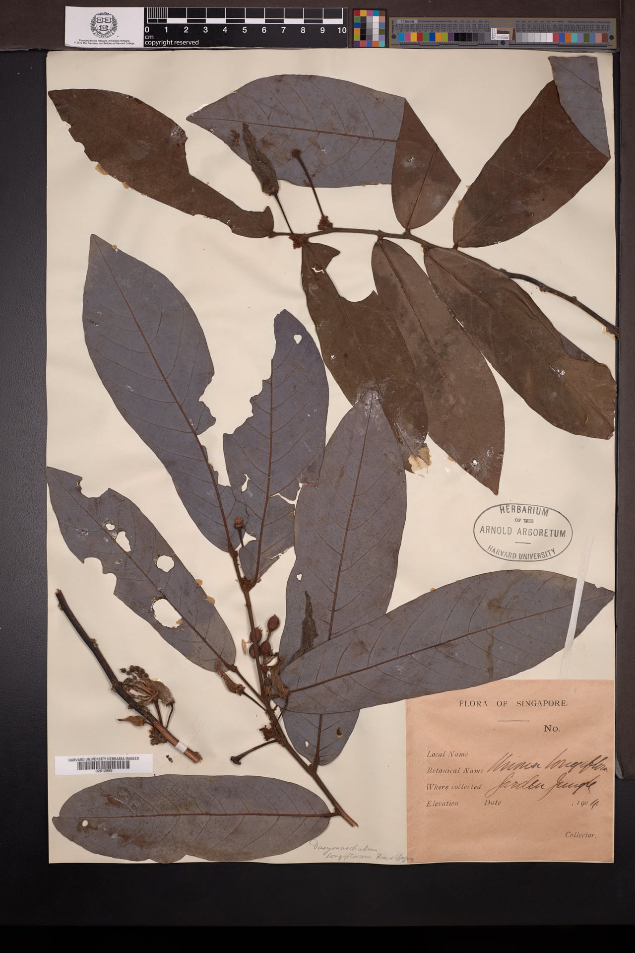 Dasymaschalon longiflorum