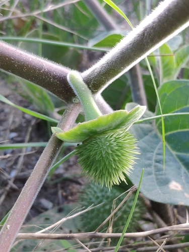 Datura innoxia (Downy thorn apple) — photo
