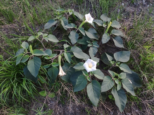 Datura innoxia (Downy thorn apple) — photo