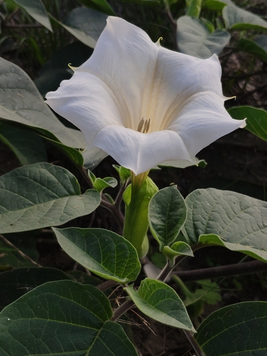 Datura innoxia