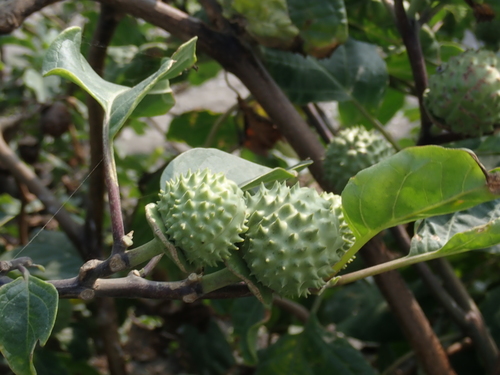 Datura metel (Warty Thornapple) — photo