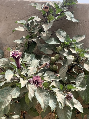 Datura metel (Warty Thornapple) — photo