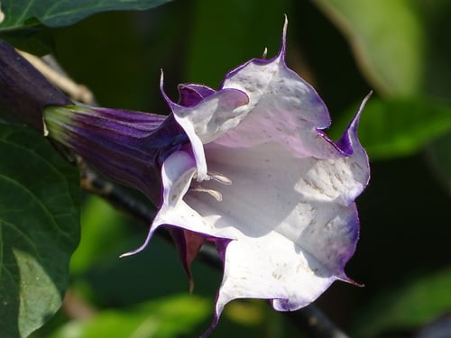 Datura metel