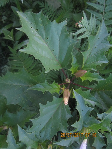 Datura stramonium (Common Thornapple) — photo