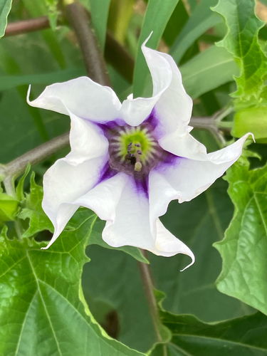 Datura stramonium (Common Thornapple) — photo