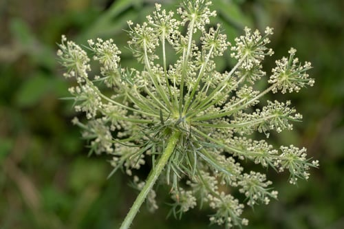 Wild carrot