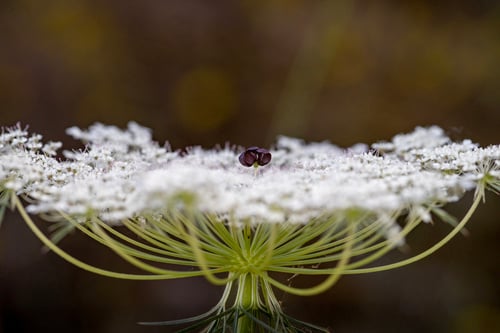 Daucus carota — photo 3