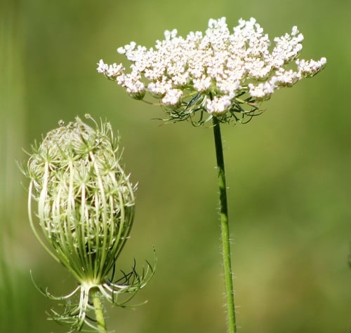 Daucus carota subsp. sativus