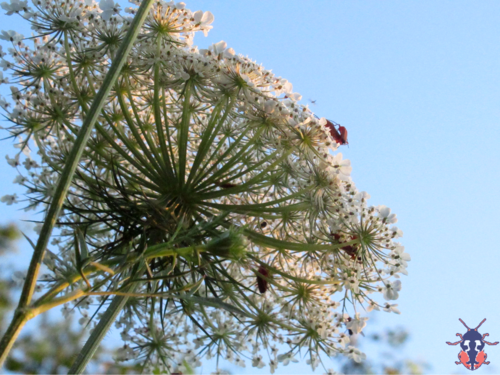 Daucus gingidium (Gingidium) — photo