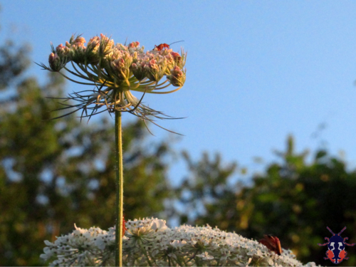 Daucus gingidium (Gingidium) — photo