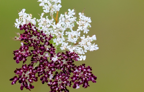 Daucus gingidium