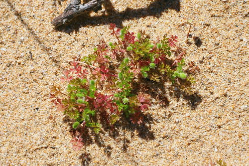 Daucus glochidiatus (Australian carrot) — photo