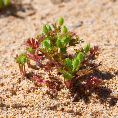 Daucus glochidiatus