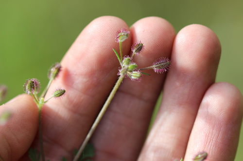 Daucus montanus — photo