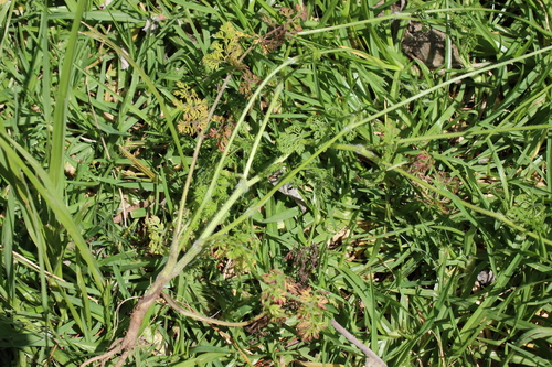Daucus montanus — photo