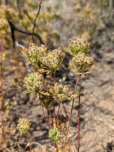 Daucus pusillus (Rattlesnake weed) — photo