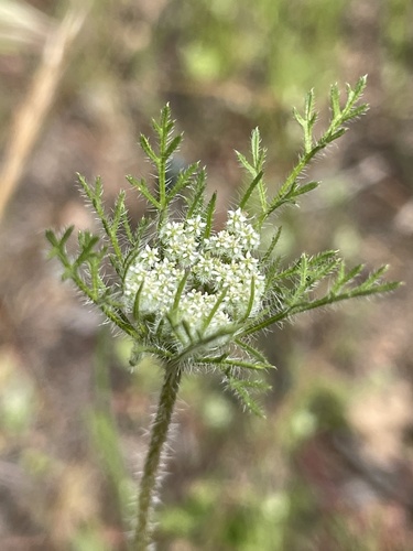 Daucus pusillus