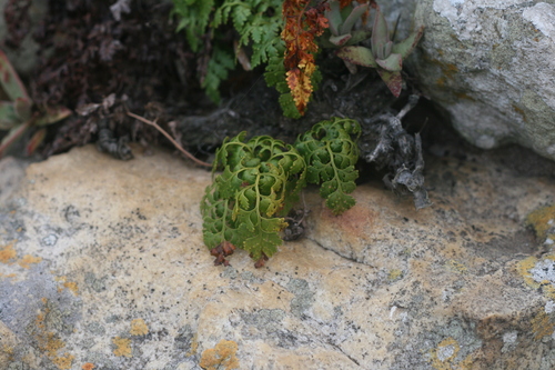 Davallia denticulata