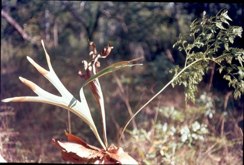 Davalliaceae
