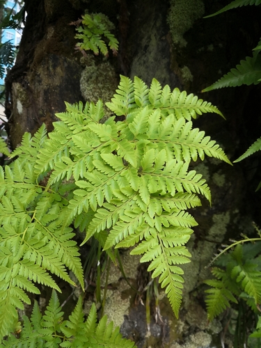 Davallia denticulata var. vogelii f. latisora (Toothed Hare's foot fern) — photo
