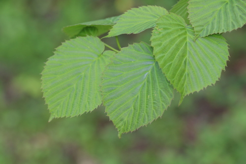Davidia involucrata var. vilmoriniana — photo