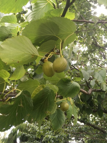 Davidia involucrata var. vilmoriniana — photo