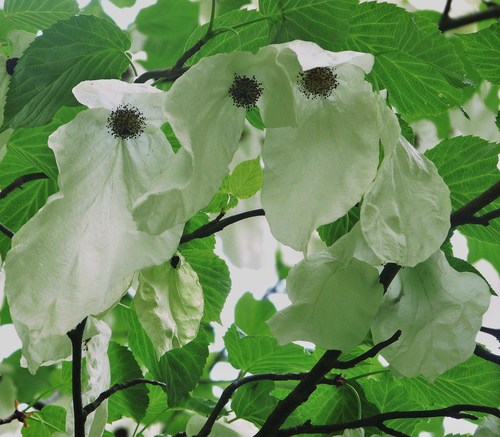 Davidia involucrata var. vilmoriniana