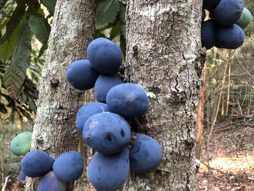Davidsonia jerseyana (Smooth Davidson’s plum) — photo