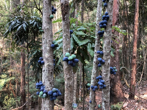 Davidsonia jerseyana (Smooth Davidson’s plum) — photo