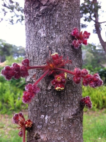 Davidsonia jerseyana