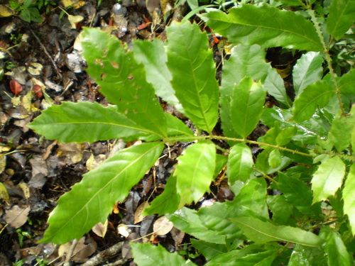 Davidsonia johnsonii (Smooth leaf Davidson's plum) — photo